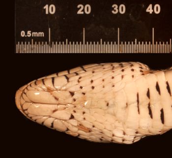 Media type: image;   Herpetology R-80222
